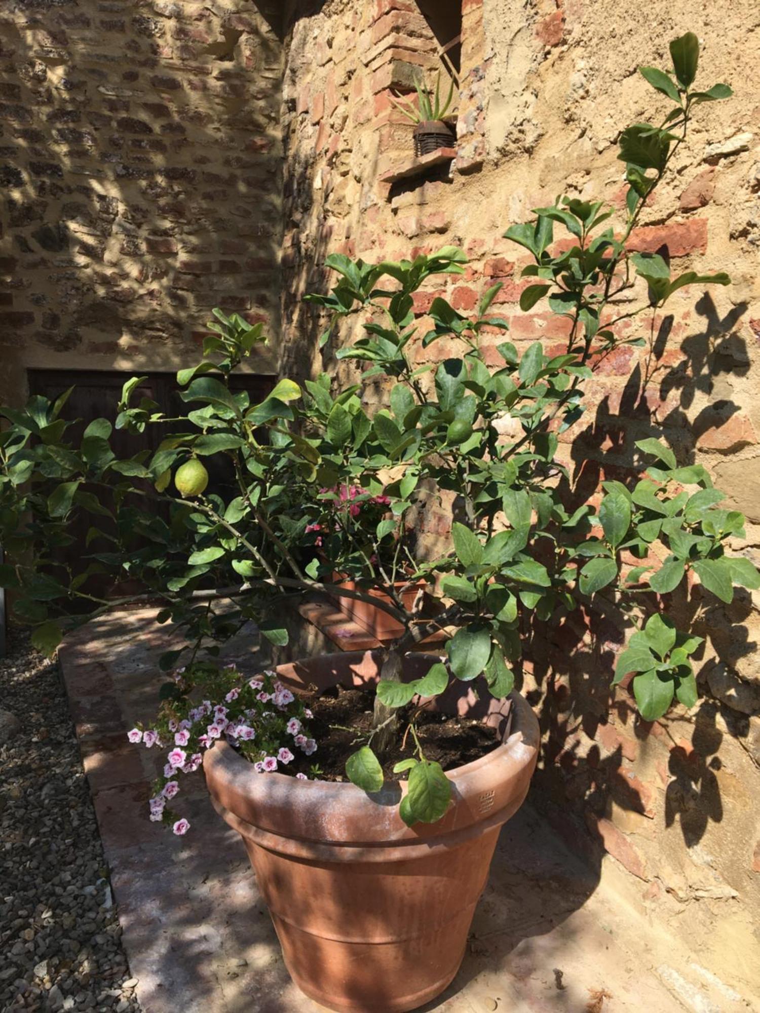 锡耶纳Agli Olivi Di Marciano公寓 外观 照片